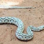 What to do if you are bitten by a snake
