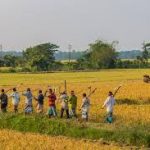 Gaibandha Boro rice bumper yield potential!