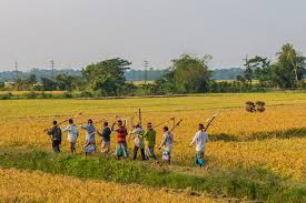 Gaibandha Boro rice bumper yield potential!